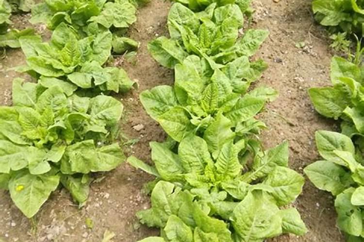 益施帮可以和芸苔素内脂可以混合一起打吗？