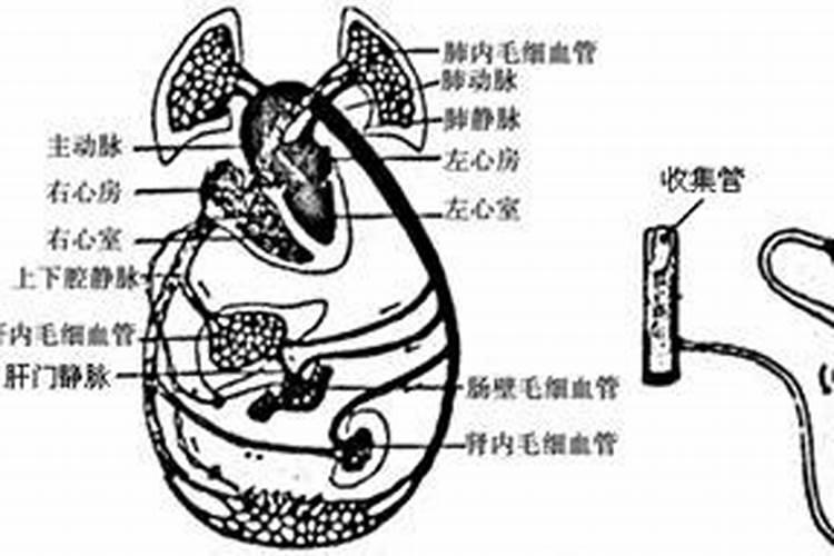 山茶花还没长出来新芽还比较粗怎么施肥？