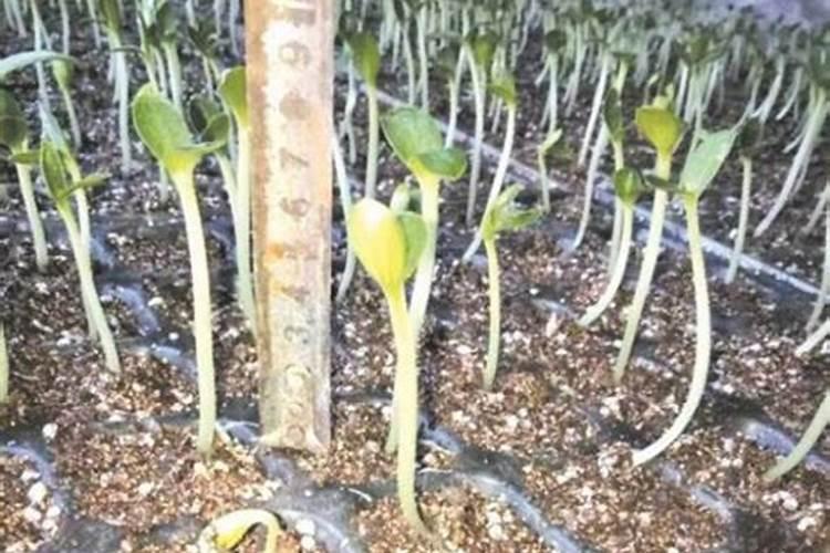 花生幼苗可以喷叶面肥吗 使用什么肥料好