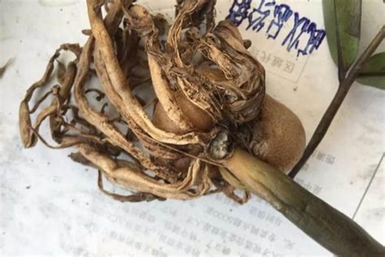 植物营养液与肥料的区别