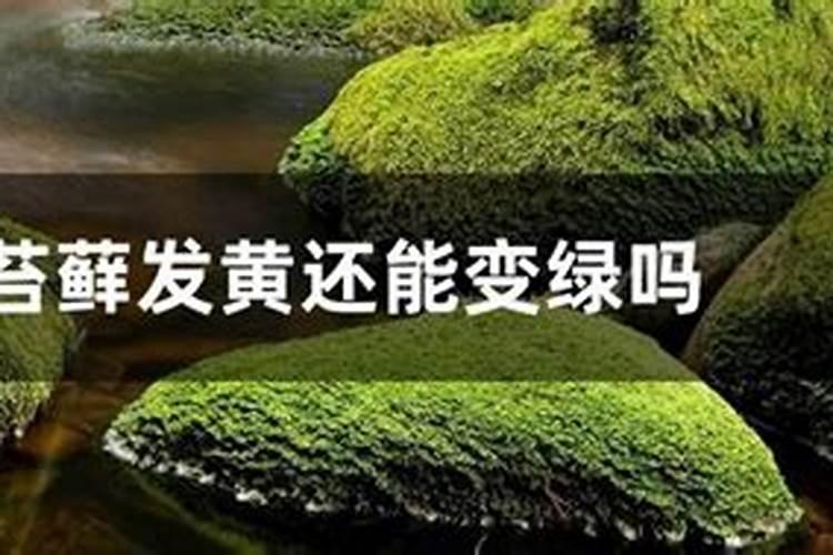 亚磷酸钾能不能芸苔素混用