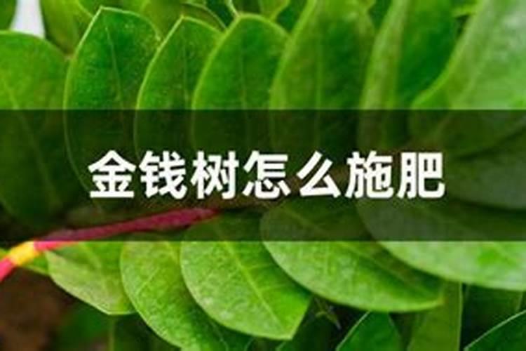 金钱树施肥后要浇水吗