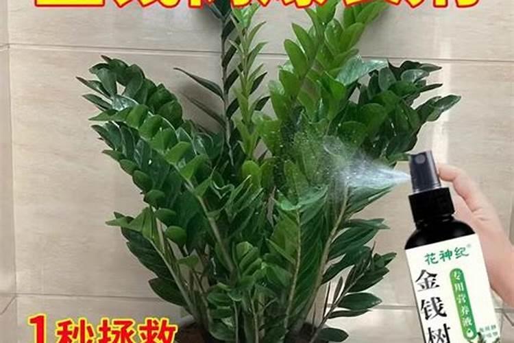 金钱树施什么肥最好