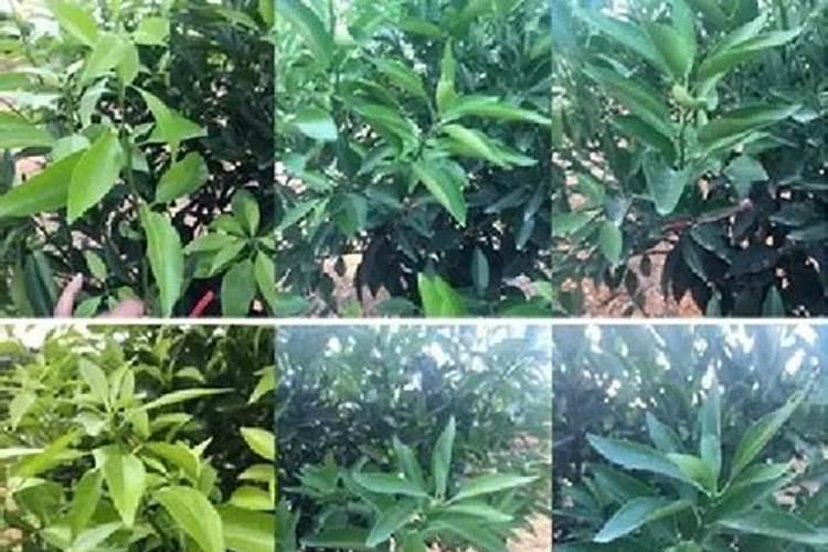 露娜森可以和橘皮精油助剂一起用吗？