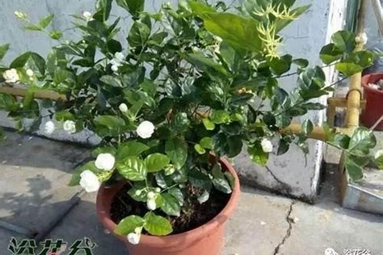 茉莉花花期可以喷洒叶面肥和防止虫害的药吗