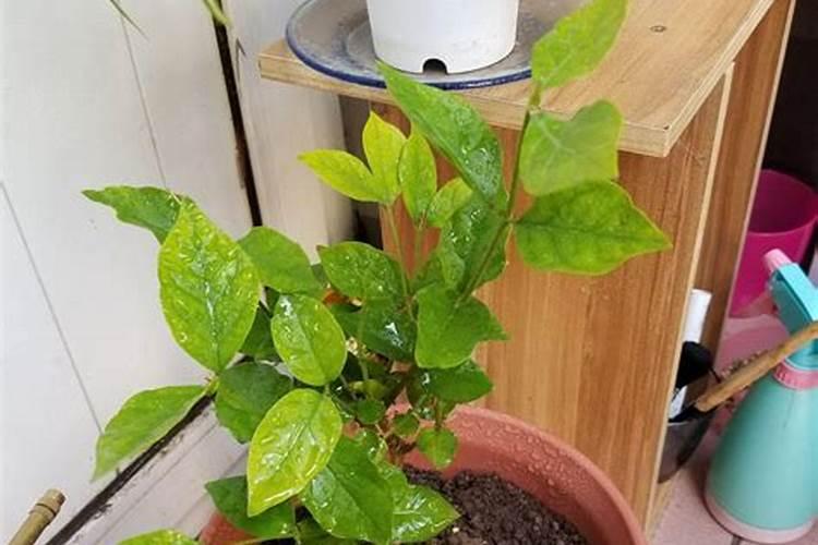 盆栽茉莉花施什么肥料