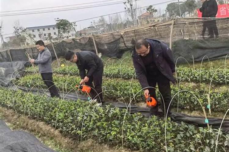 金免深耕能和矿源黄腐酸钾一起用吗？