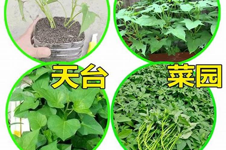 红薯什么时间施肥？红薯叶面肥哪家好？红薯叶面肥用昆仑风