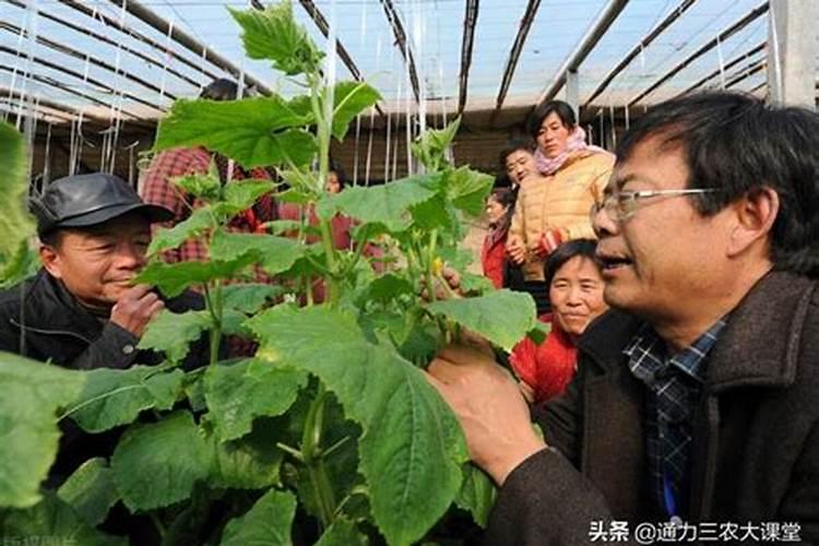 复硝酚钠生根最快方法