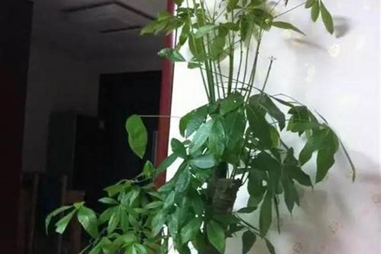 美国细胞能量液的功效