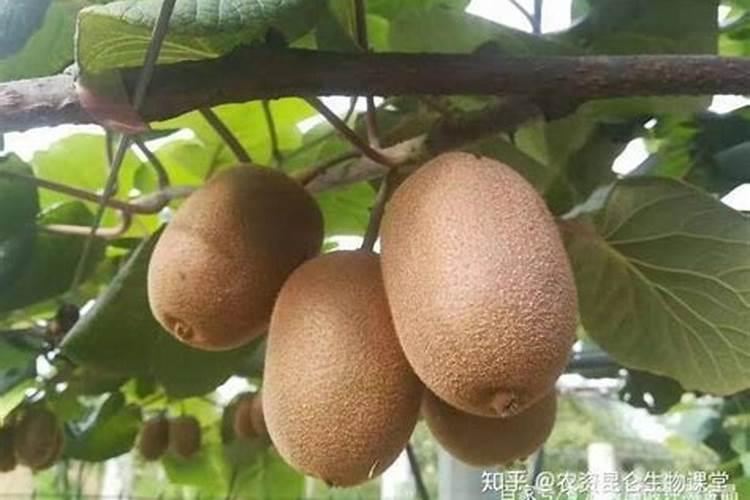 施什么肥料达到稳产增收效果？