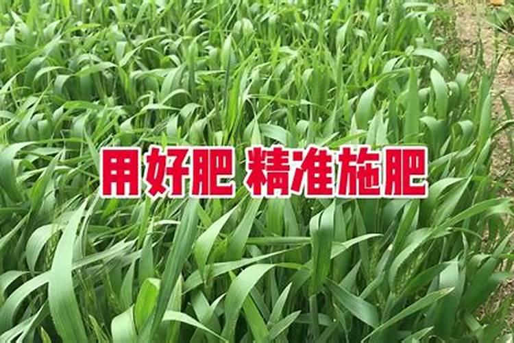 麦田浇水后多久撒施硝酸磷钾肥好