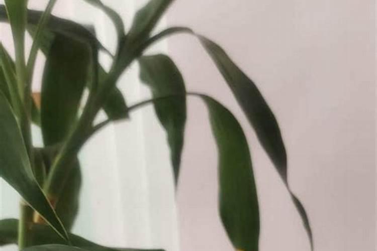 小苏打放在韭菜里起什么作用