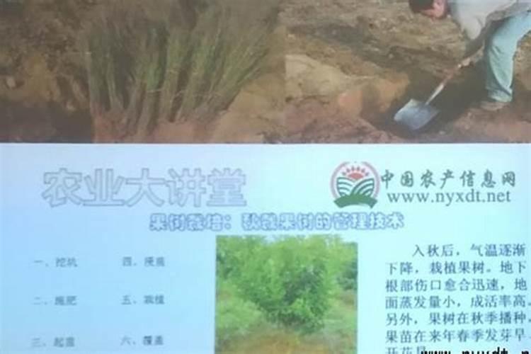 葡萄幼苗可以叶面喷施尿素肥料和磷酸二氢钾吗