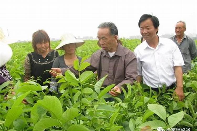 果树叶面肥喷施时间及方法详解