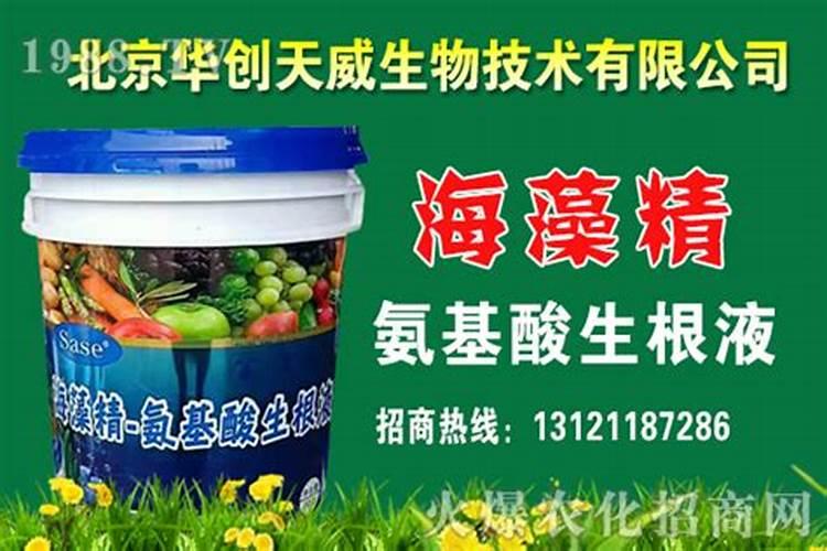冲施海藻精生根需要几天