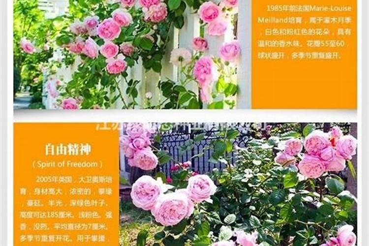 月季花的栽培需要那些微量元素