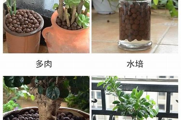 养多肉的陶粒用多大的好