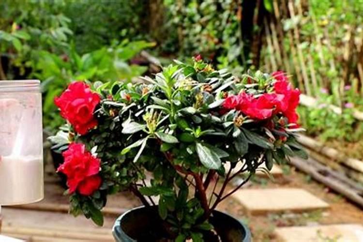 怎样给有花苞的杜鹃施肥