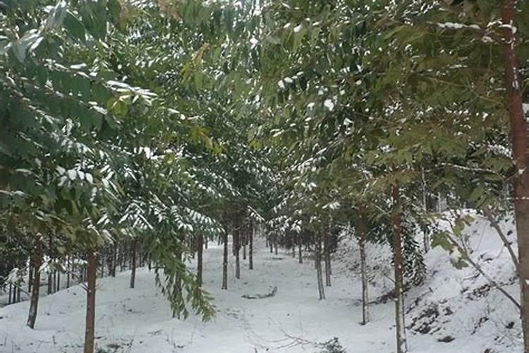 种植桉树后大概多久放肥料？