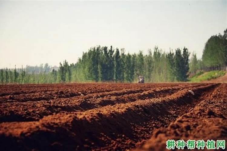 钾肥在土壤中受到哪些较大如何提高作物钾肥利用效果