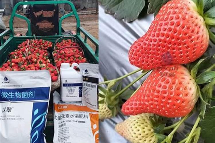 草莓施肥的方法