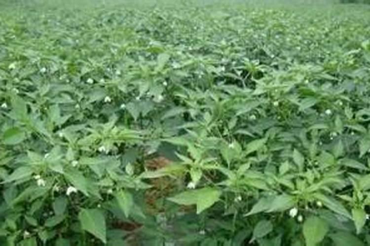 芸苔素多久喷一次,什么时候不能喷,什么情况下使用