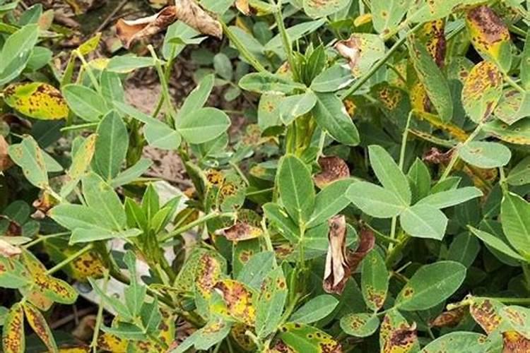 花生叶斑病用什么杀菌剂好