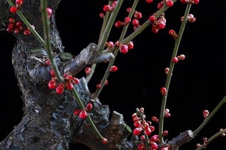 盆栽梅花的浇水施肥怎么养