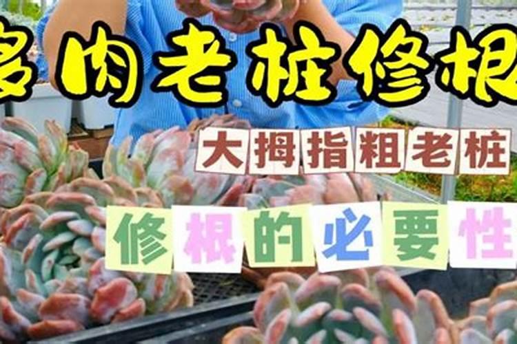 多肉老桩怎么培养