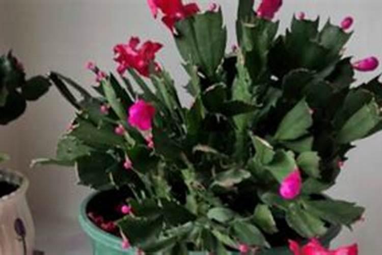 蟹爪兰施什么肥可以开花