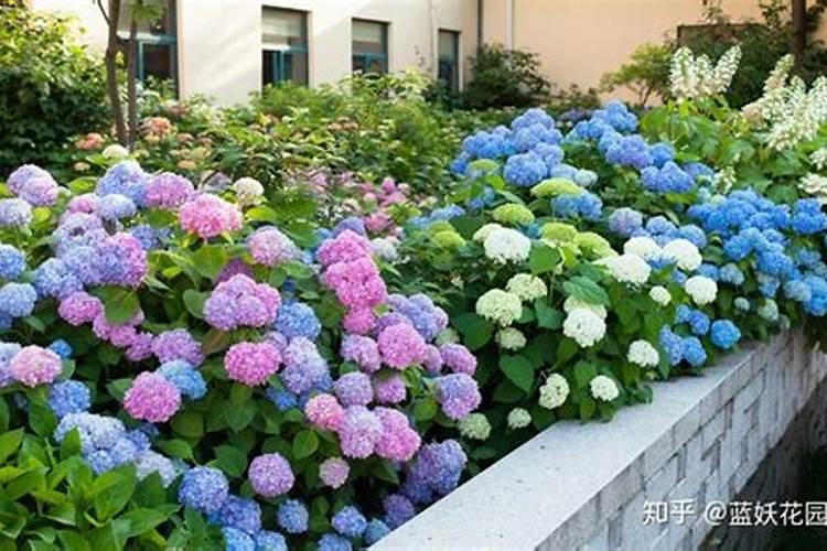绣球花夏天怎么养护 夏季养殖方法