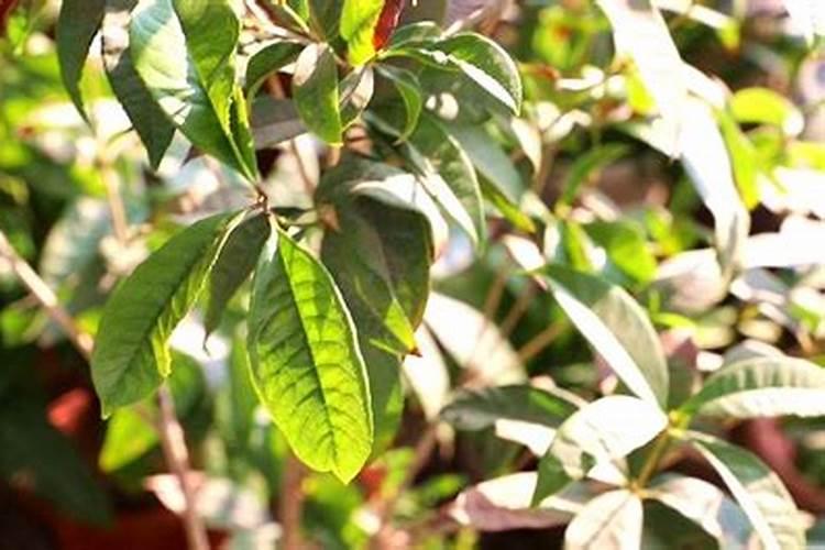 桂花树什么时候施肥 桂花树哪个时候施肥