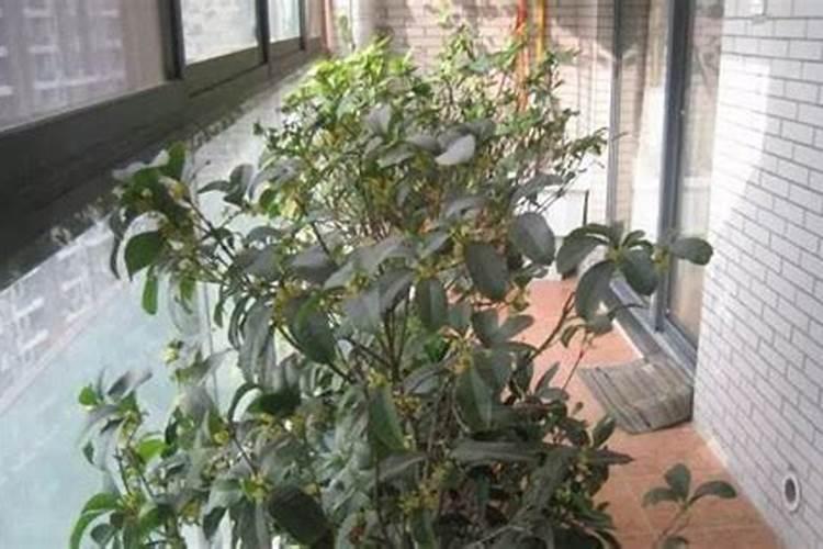 盆栽桂花花谢后施点什么肥比较好？