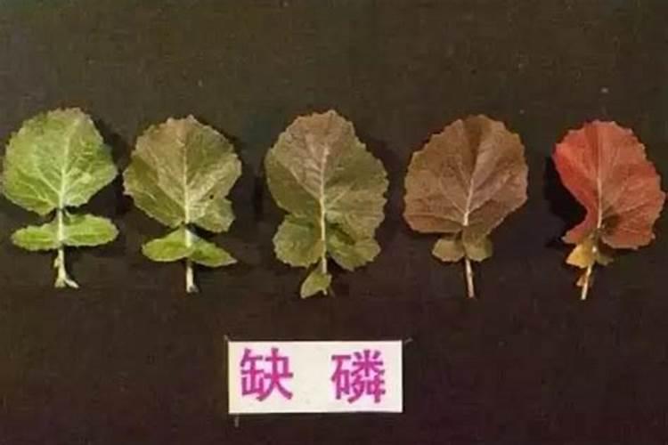 小明家责任田里的庄稼生长不茂盛,叶色淡绿、茎叶细小,同时还出现了不同...