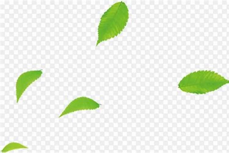 树木长粗用什么肥料？