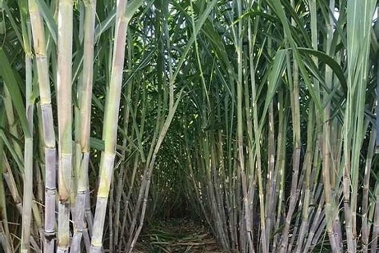 种植甘蔗,要想甘蔗长得好,实现高产,应该怎样施肥？