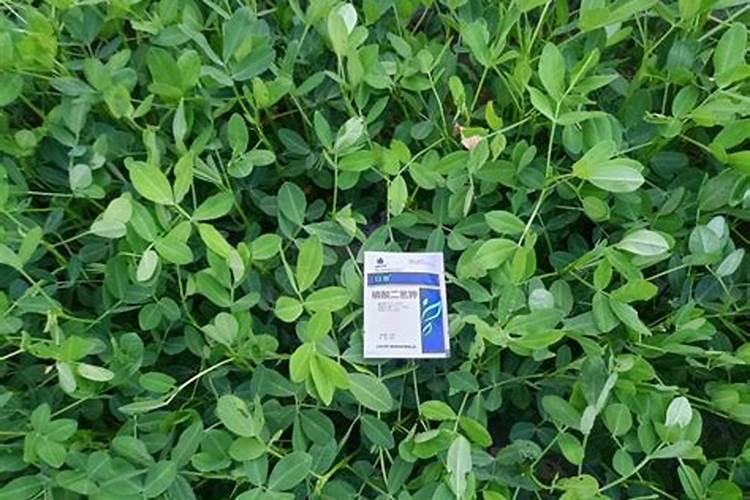 花生开花了要施什么肥