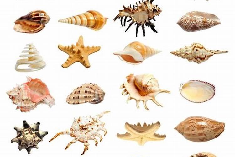 鸡蛋壳是磷肥还是钾肥