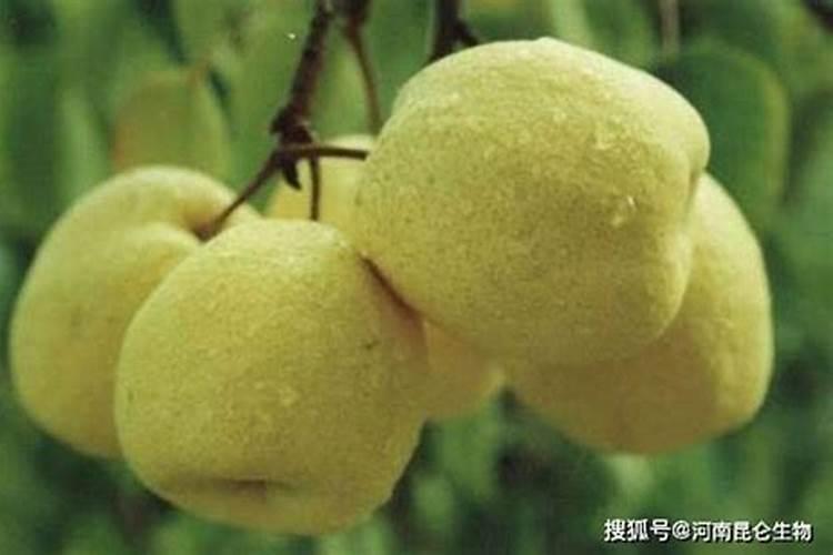 果树膨果肥要高钾吗