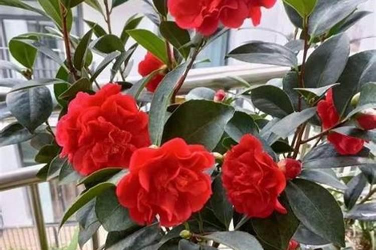 山茶花的施肥方法什么肥料好？