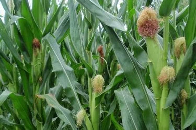 处暑时候应该进行什么农事活动 处暑节气都有什么农事活动