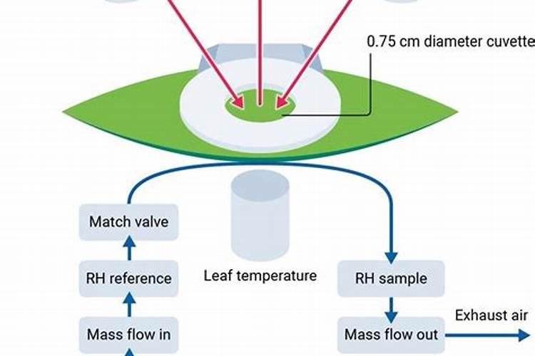 绝经一年吃美国蓓生美还能调理回来吗？
