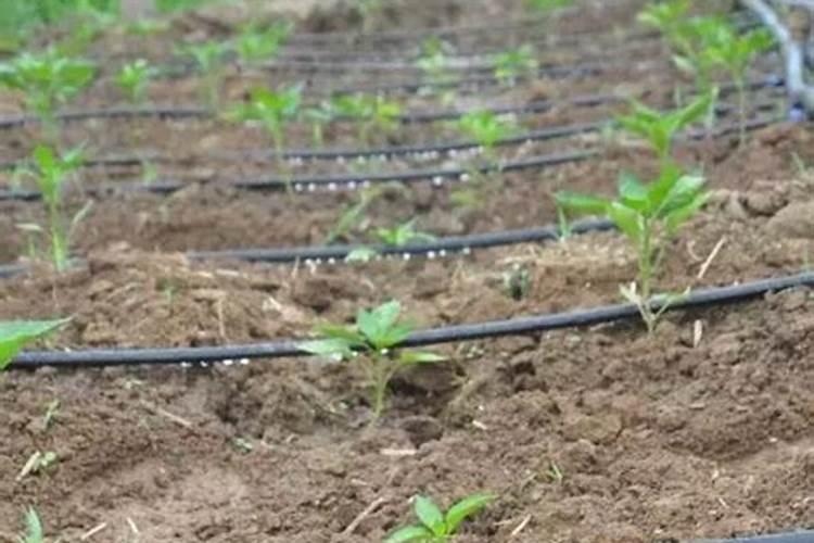 滴灌施用水溶肥时怎样才能起到最好的效果