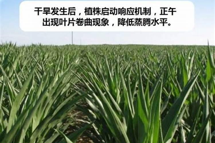 玉米地被水淹过用啥肥料好？