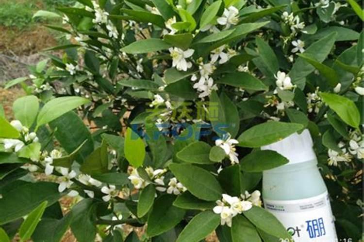 现在种植牧草怎么样