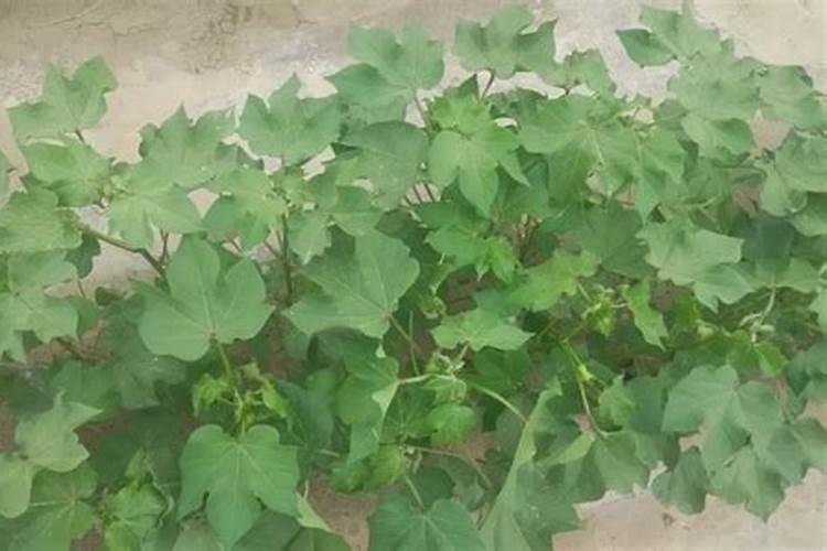 种玉米不放底肥可以吗