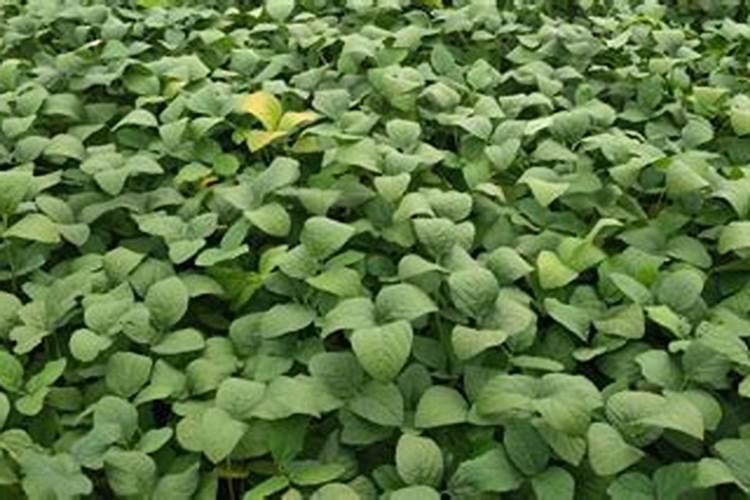 一亩大豆需要施多少化肥