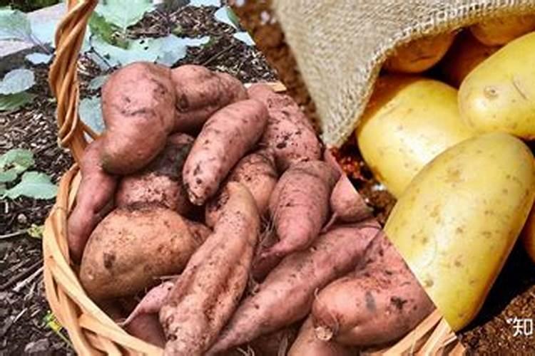 红薯用什么肥料最好