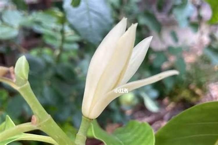 白兰花施什么肥料最好